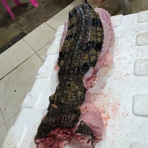 半皮鳄鱼肉