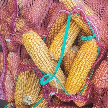 干玉米棒，棒子，带芯干玉米
