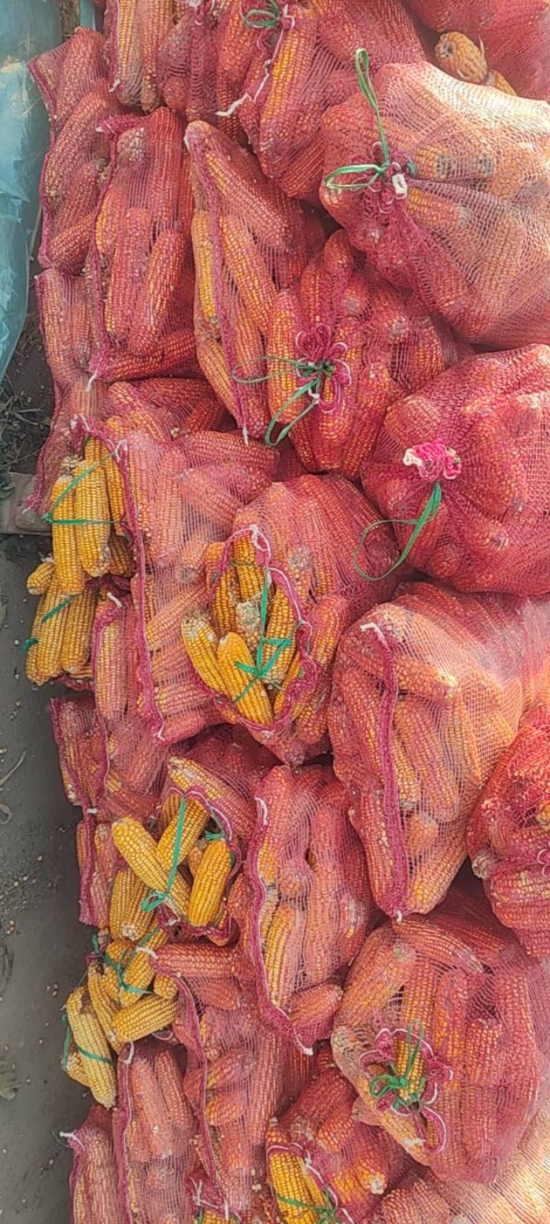 干玉米棒，棒子，带芯干玉米