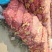 干玉米棒，棒子，带芯干玉米