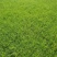 河南省新乡市草坪基地，马尼拉草坪大量供应