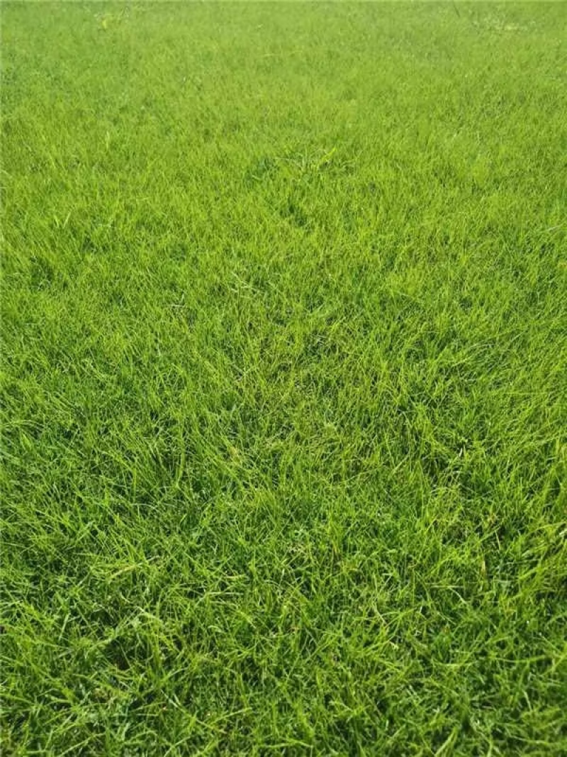 河南省新乡市草坪基地，马尼拉草坪大量供应