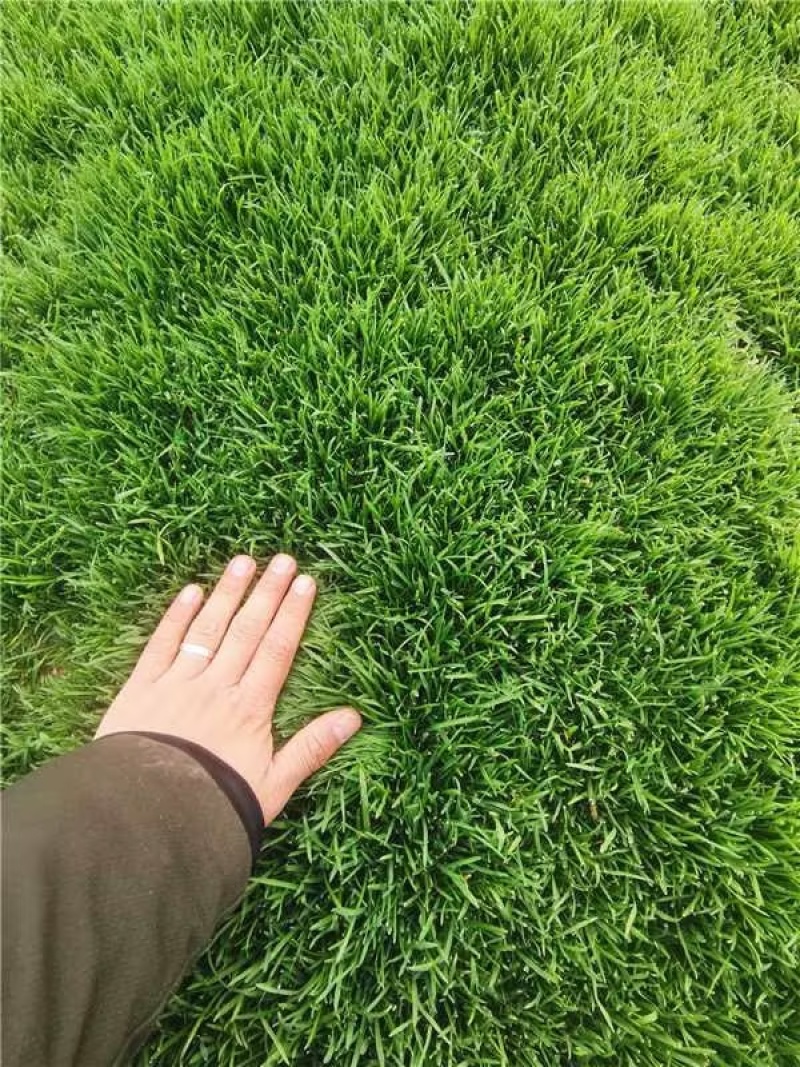 河南省新乡市草坪基地，马尼拉草坪大量供应