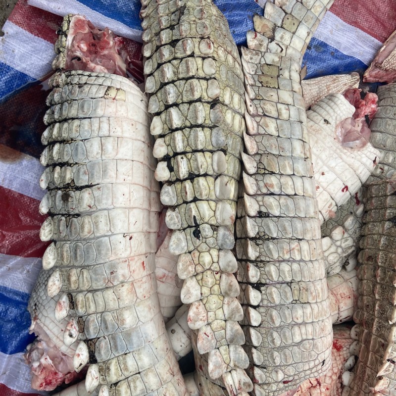 新鲜鳄鱼尾