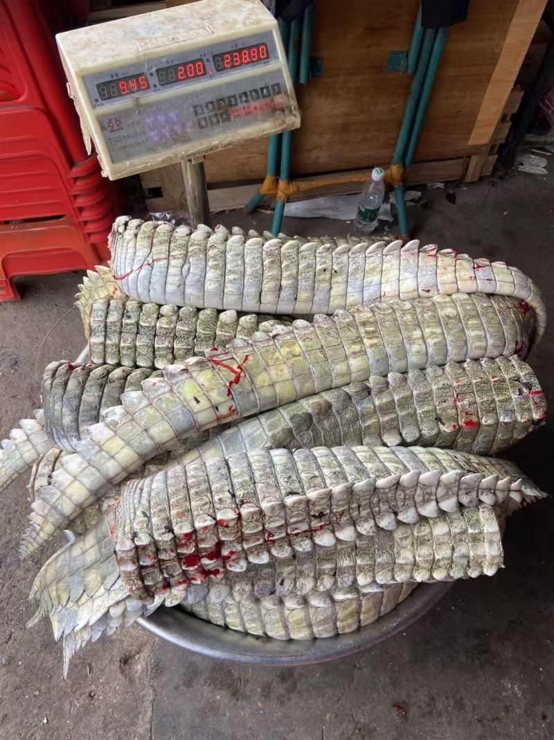 新鲜鳄鱼尾