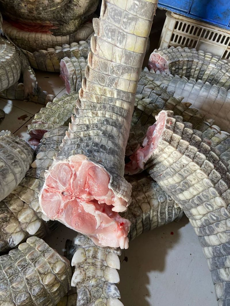 新鲜鳄鱼尾
