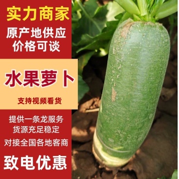 精品水果萝卜大量上市产地️供应质量保证欢迎咨询