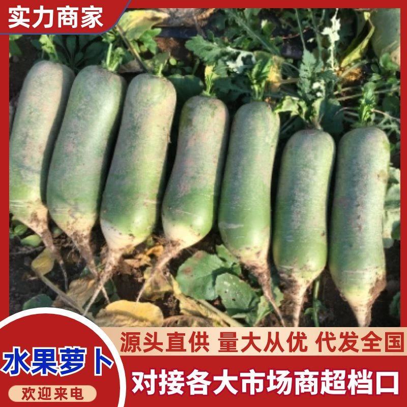 山东精品水果萝卜大量现货质量保证供应周边欢迎咨询！