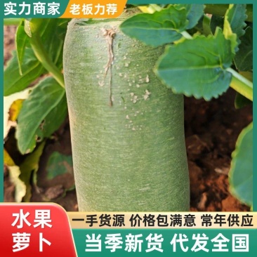 精品水果萝卜产地一手货源质量保证看货打价欢迎咨询