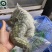 新鲜鳄鱼掌