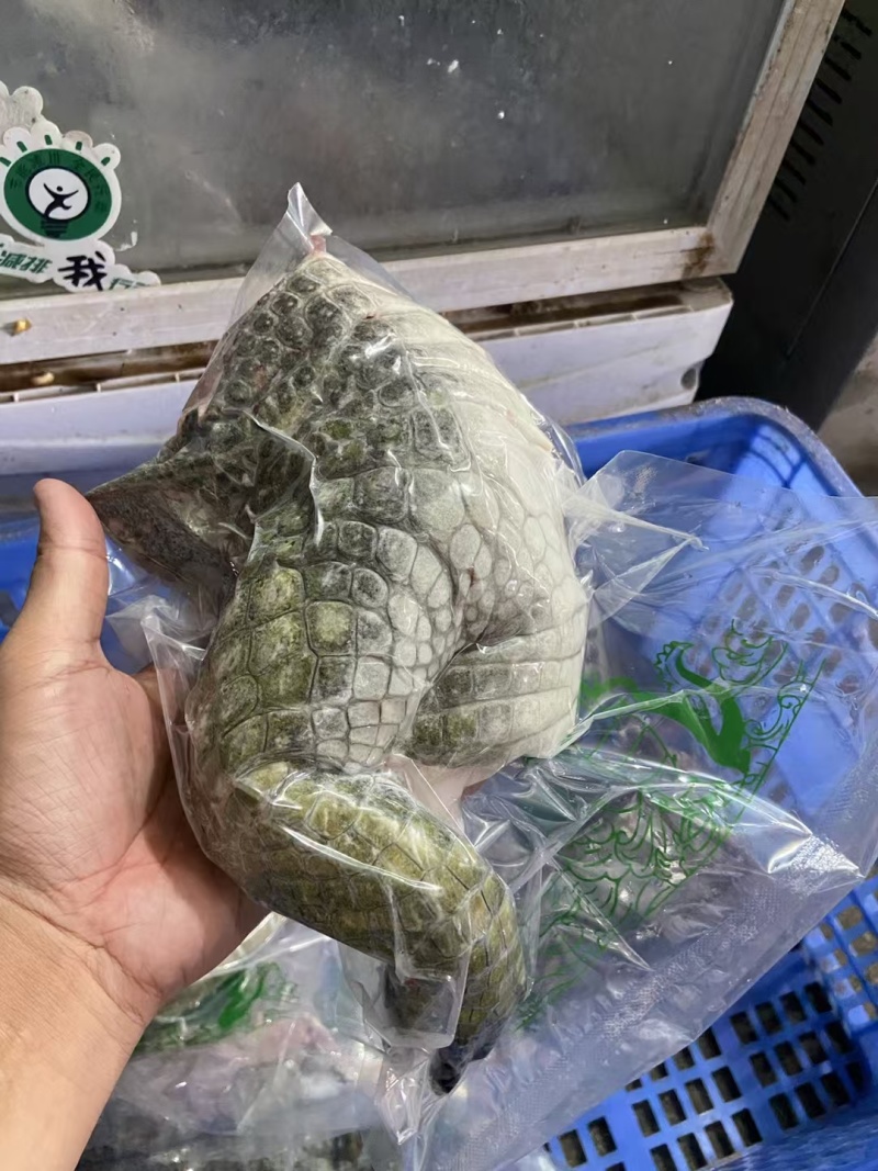 新鲜鳄鱼掌