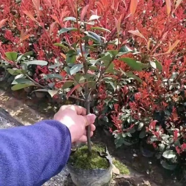 红叶石楠，红叶石楠小杯，红叶石楠大杯，红叶石楠球基地直发