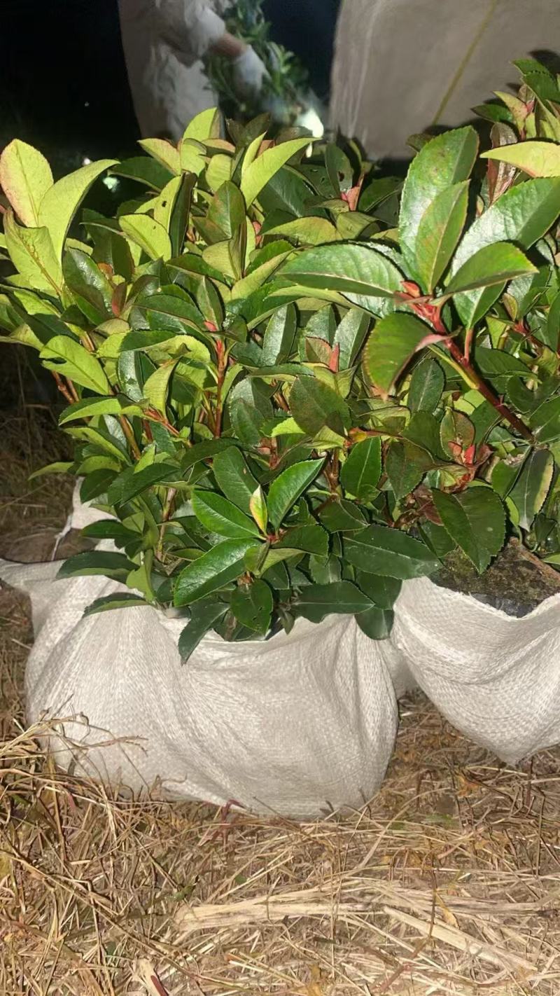 红叶石楠，红叶石楠小杯，红叶石楠大杯，红叶石楠球基地直发