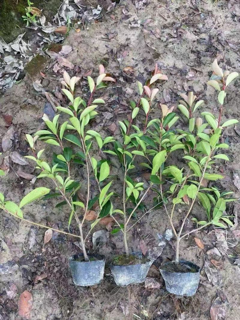 红叶石楠，红叶石楠小杯，红叶石楠大杯，红叶石楠球基地直发