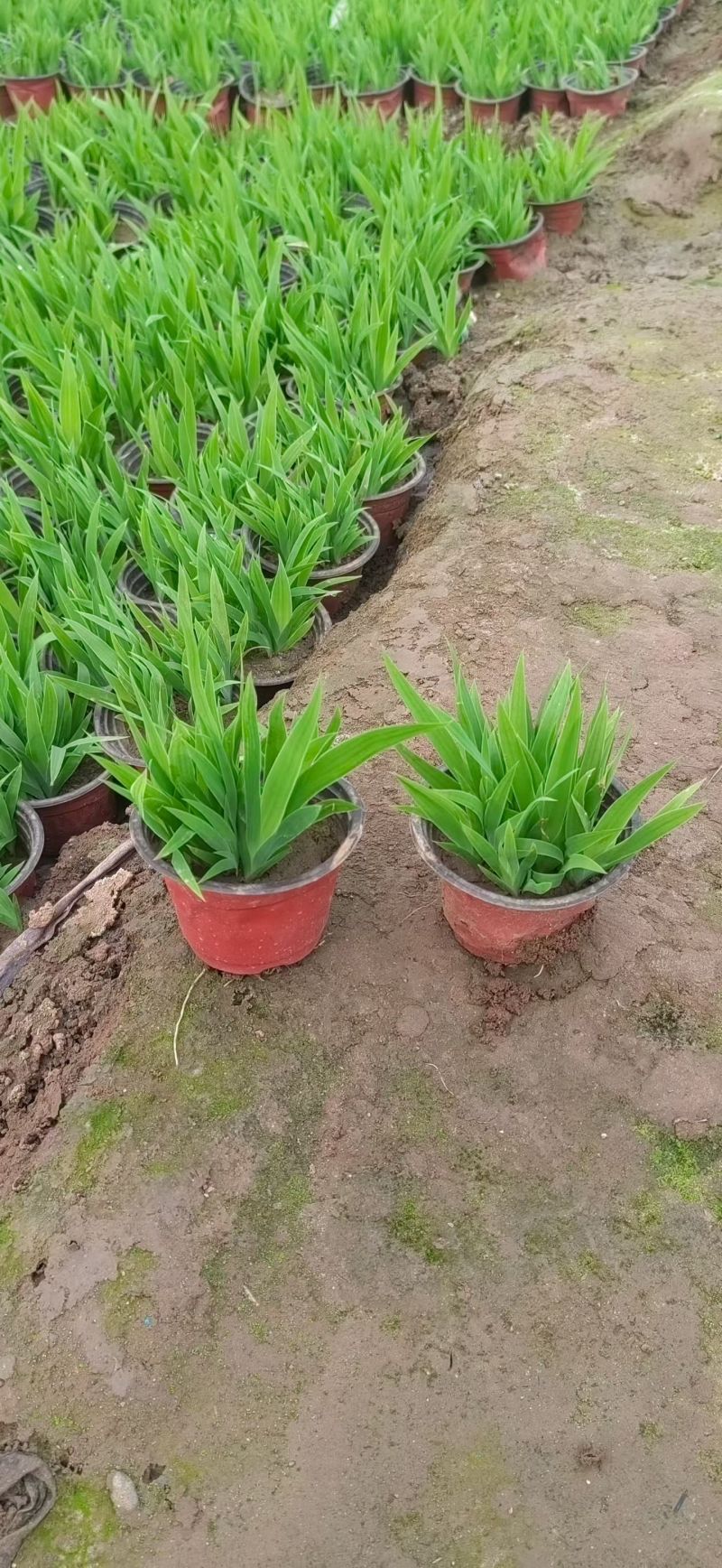 蓝花鸢尾老鸢尾杯苗发货中