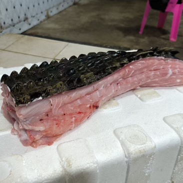 半皮鳄鱼尾