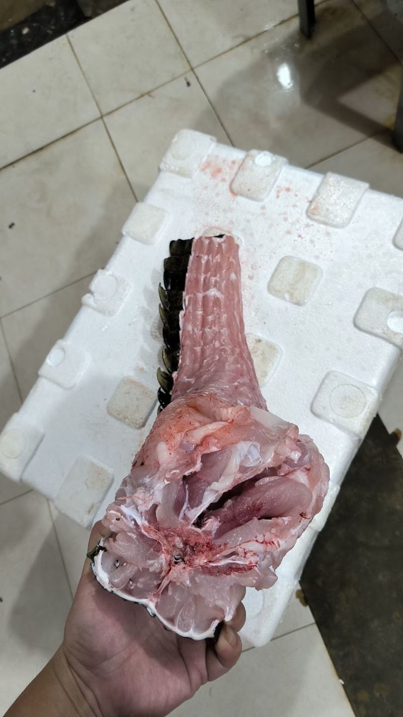 半皮鳄鱼尾