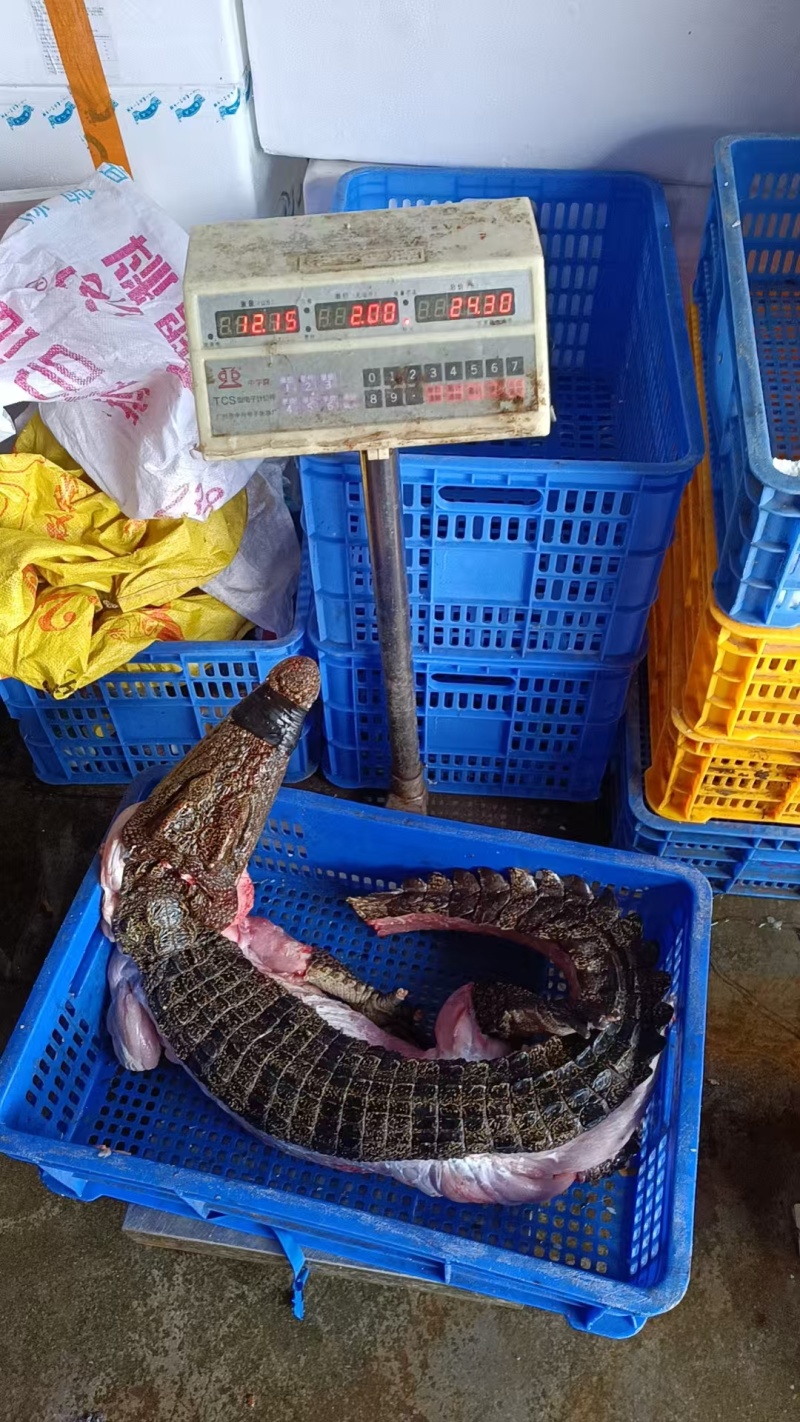 半皮鳄鱼尾