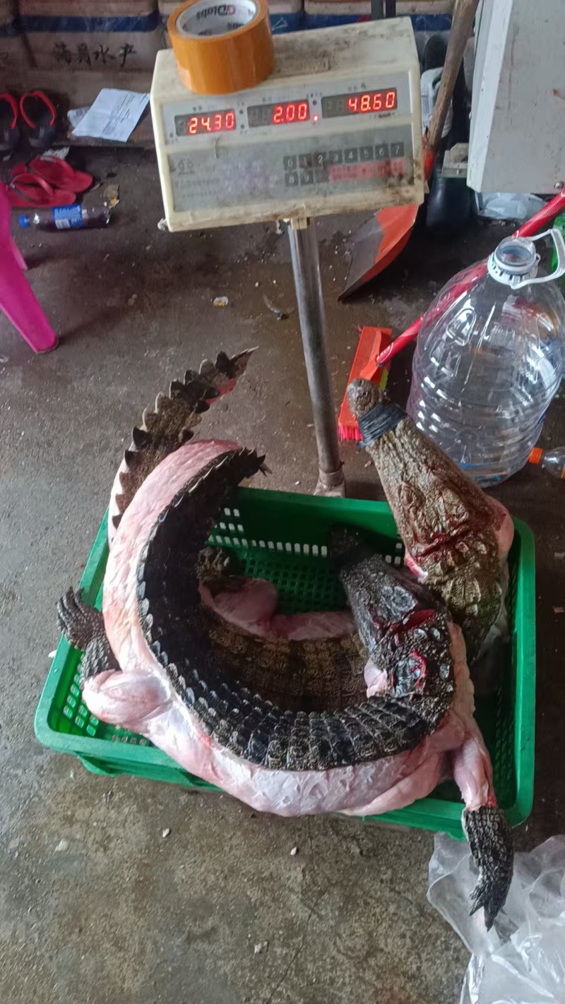 半皮鳄鱼尾