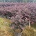 红花继木树苗庭院花卉植物树苗批发小苗红叶彩色盆景绿化工程