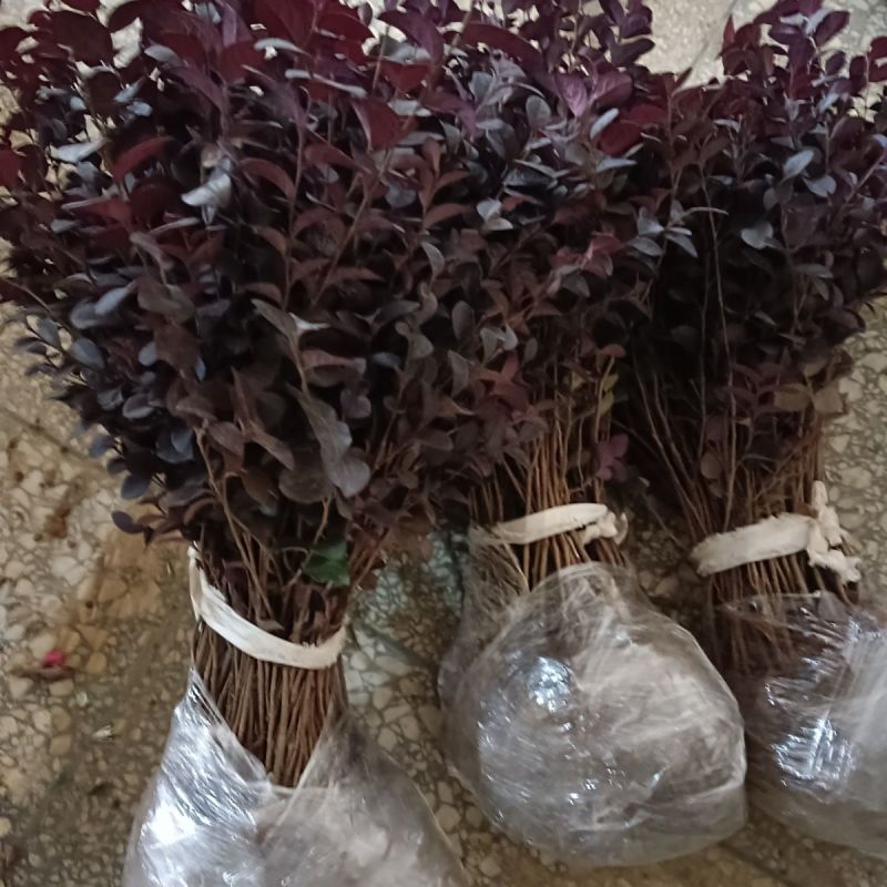 红花继木树苗庭院花卉植物树苗批发小苗红叶彩色盆景绿化工程
