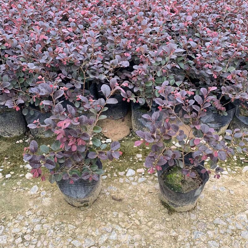 红花继木树苗庭院花卉植物树苗批发小苗红叶彩色盆景绿化工程