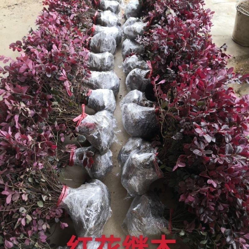 红花继木树苗庭院花卉植物树苗批发小苗红叶彩色盆景绿化工程