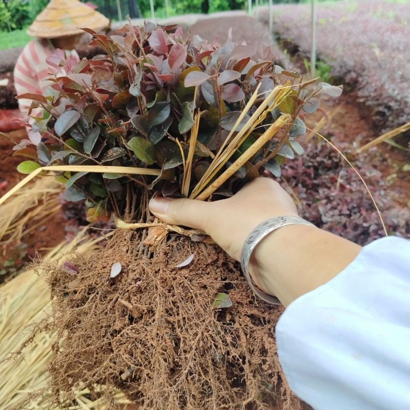 红花继木树苗庭院花卉植物树苗批发小苗红叶彩色盆景绿化工程