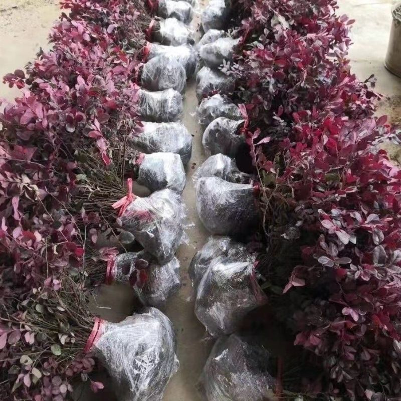 红花继木树苗庭院花卉植物树苗批发小苗红叶彩色盆景绿化工程