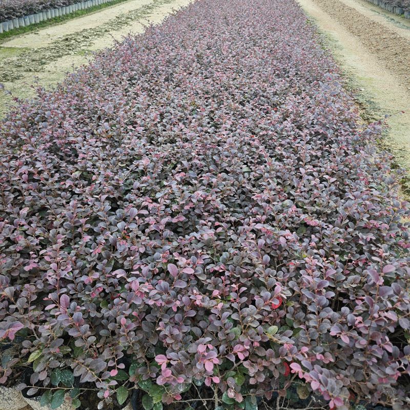 红花继木树苗庭院花卉植物树苗批发小苗红叶彩色盆景绿化工程