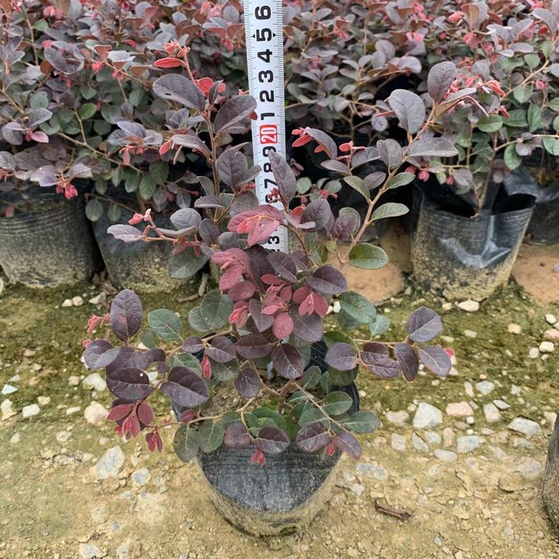 红花继木树苗庭院花卉植物树苗批发小苗红叶彩色盆景绿化工程