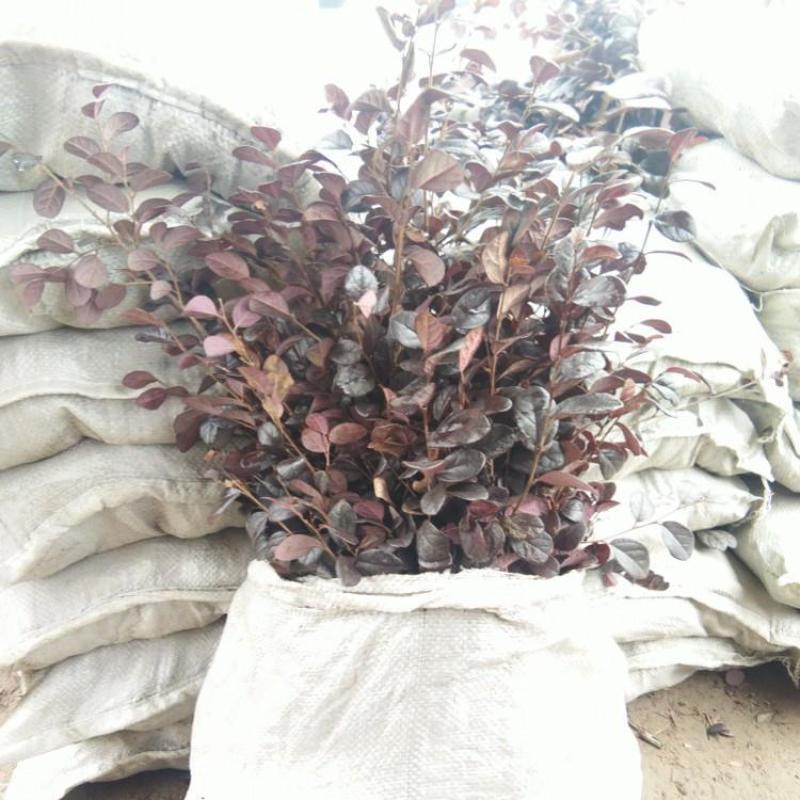 红花继木树苗庭院花卉植物树苗批发小苗红叶彩色盆景绿化工程