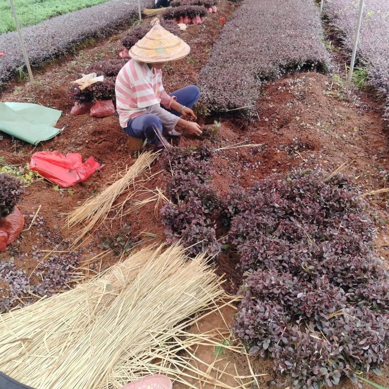 红花继木树苗庭院花卉植物树苗批发小苗红叶彩色盆景绿化工程