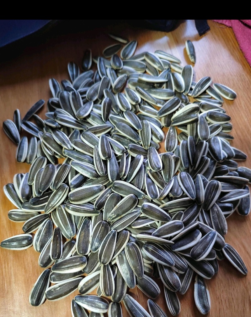 食葵