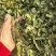 淫羊藿丝今年新货颜色好看实图拍摄物美价廉