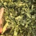 淫羊藿丝今年新货颜色好看实图拍摄物美价廉