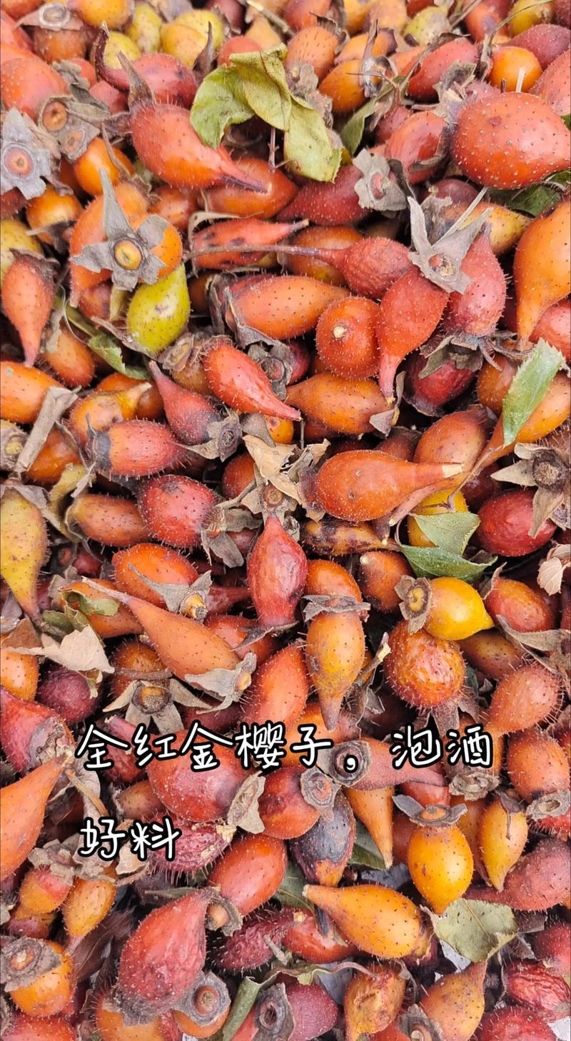 广东本地野生金樱子鲜果，干果，长期有货欢迎各位老板咨询合