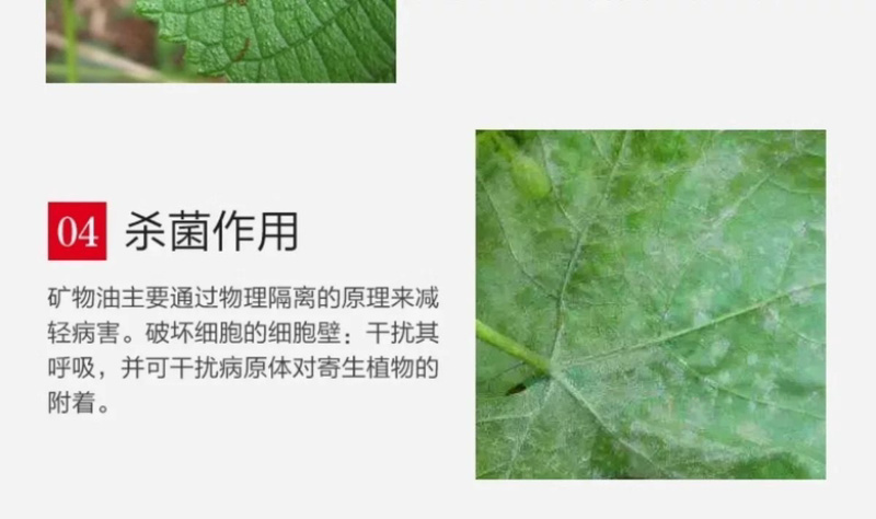 99%矿物油果园清园必备果园果树清园效果看的见活动