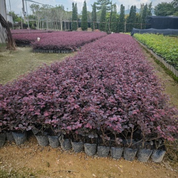 红花继木树苗庭院花卉植物树苗批发小苗红叶彩色盆景绿化工程