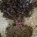 红花继木树苗庭院花卉植物树苗批发小苗红叶彩色盆景绿化工程