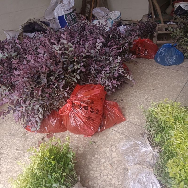 红花继木树苗庭院花卉植物树苗批发小苗红叶彩色盆景绿化工程