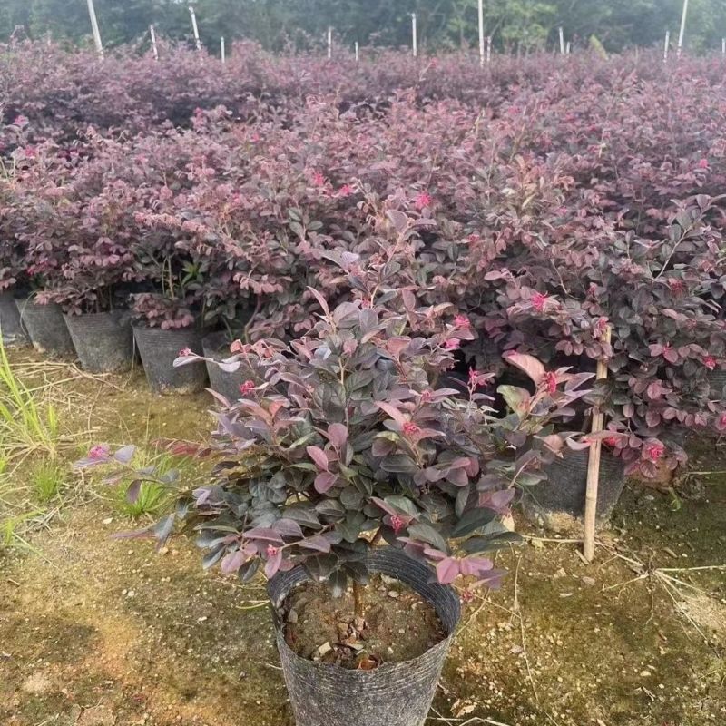 红花继木树苗庭院花卉植物树苗批发小苗红叶彩色盆景绿化工程