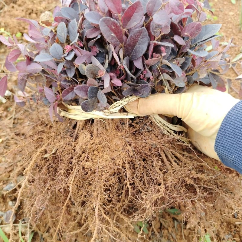 红花继木树苗庭院花卉植物树苗批发小苗红叶彩色盆景绿化工程