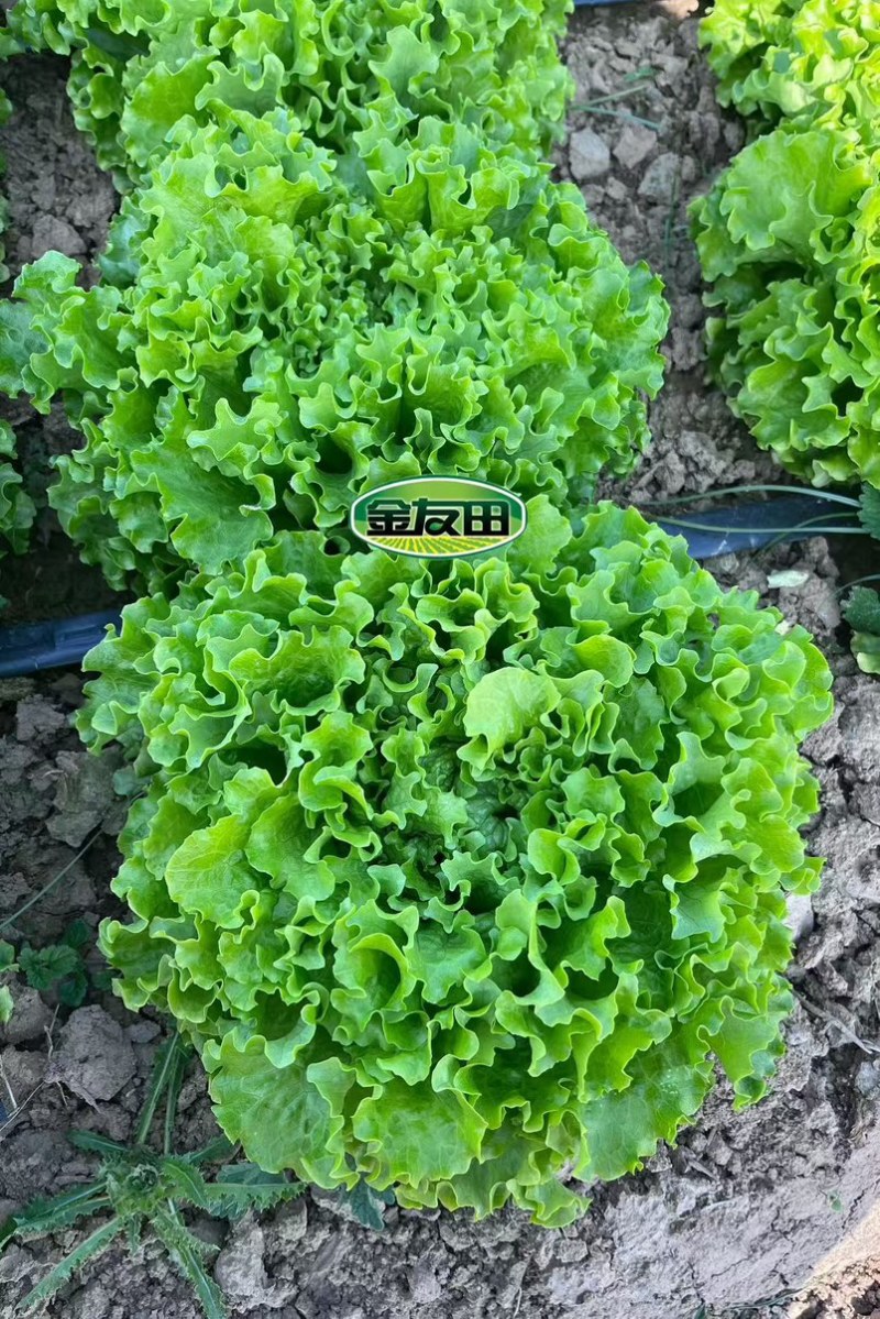 晶尊12号散叶生菜种子皱叶型生菜颜色亮绿叶片松散大田基地