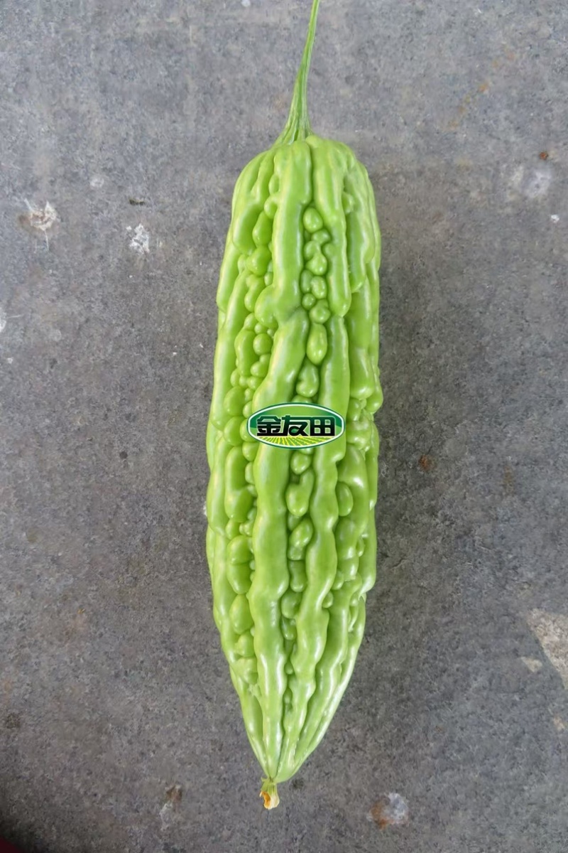 晶玉10号苦瓜种子早熟珍珠瘤肉质脆嫩厚实连续座果性好基地