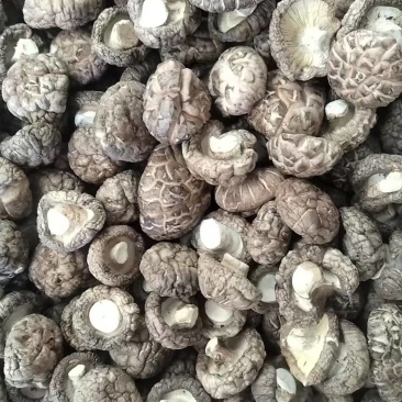 包邮优质茶花菇产地直销品质有保障