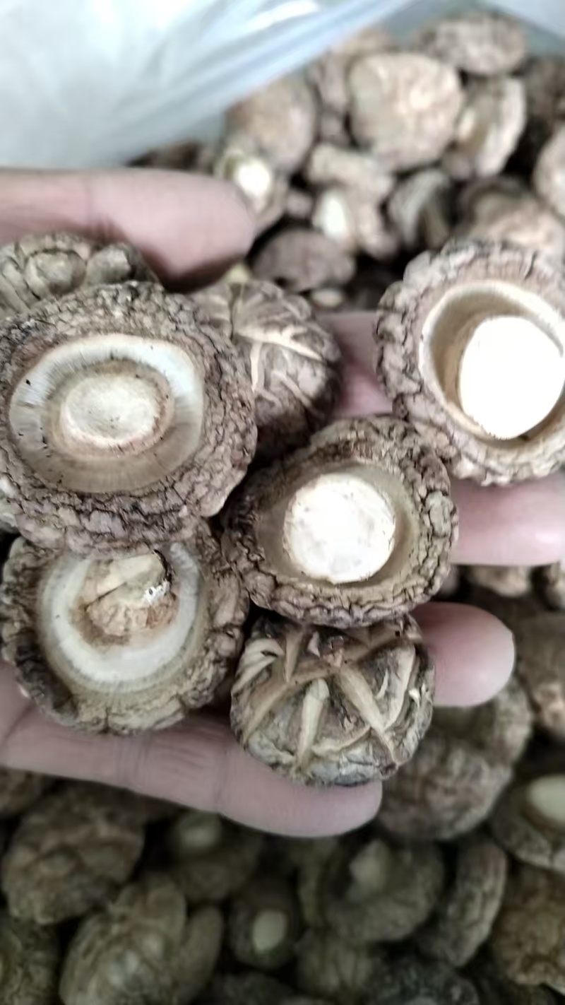 包邮优质茶花菇产地直销品质有保障