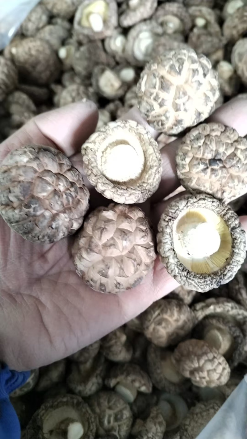 包邮优质茶花菇产地直销品质有保障