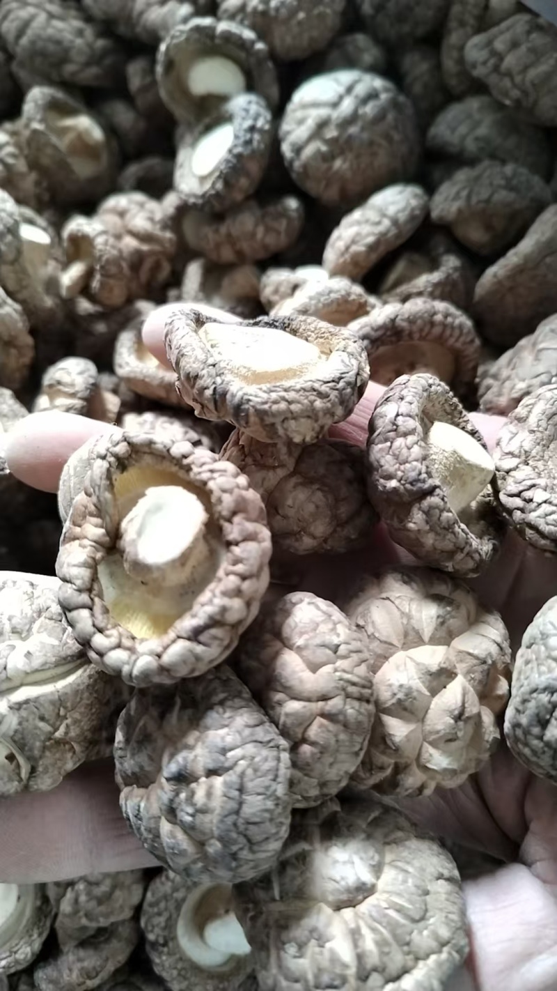 包邮优质茶花菇产地直销品质有保障