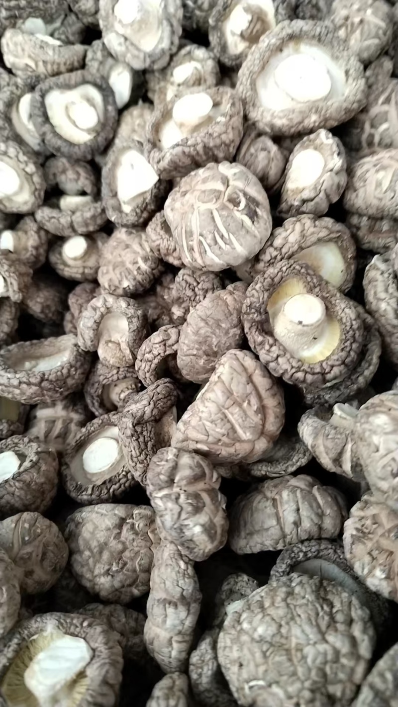 包邮优质茶花菇产地直销品质有保障